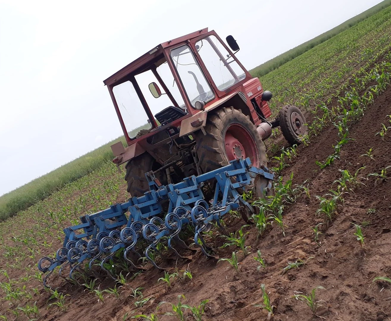 Weed control between maize rows with an inter-row cultivator