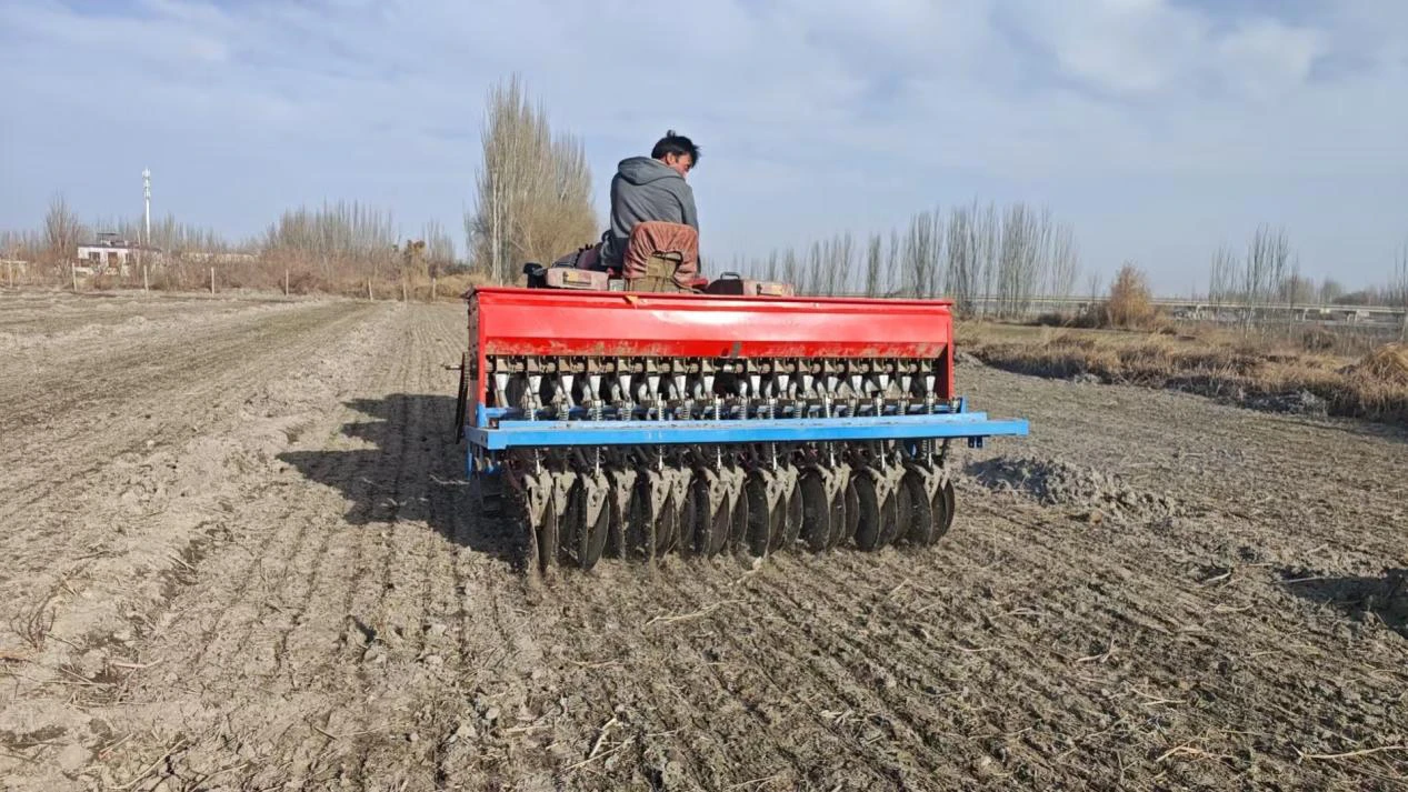 Wheat sowing with a tractor-mounted mechanical seed drill